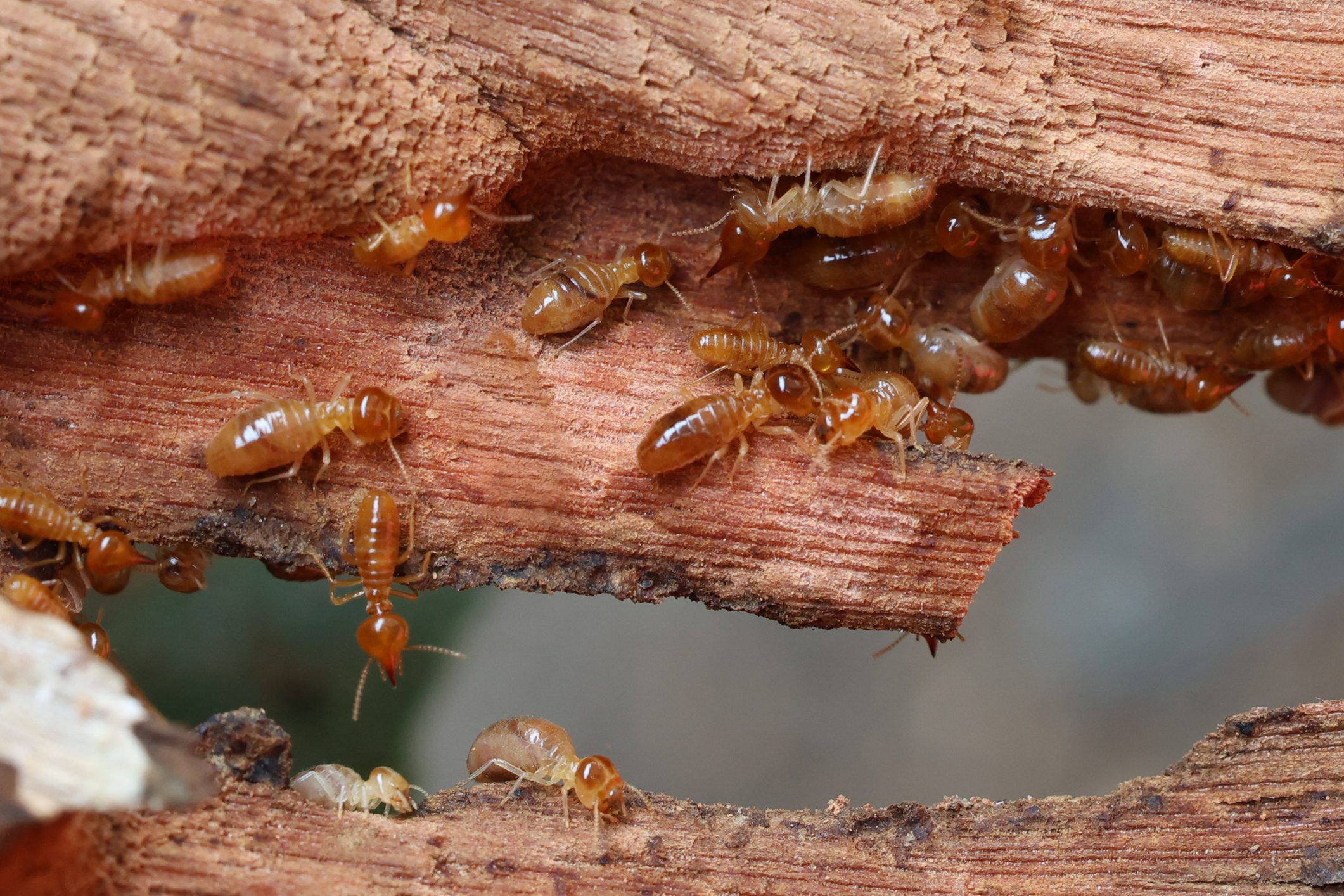 Termite damage